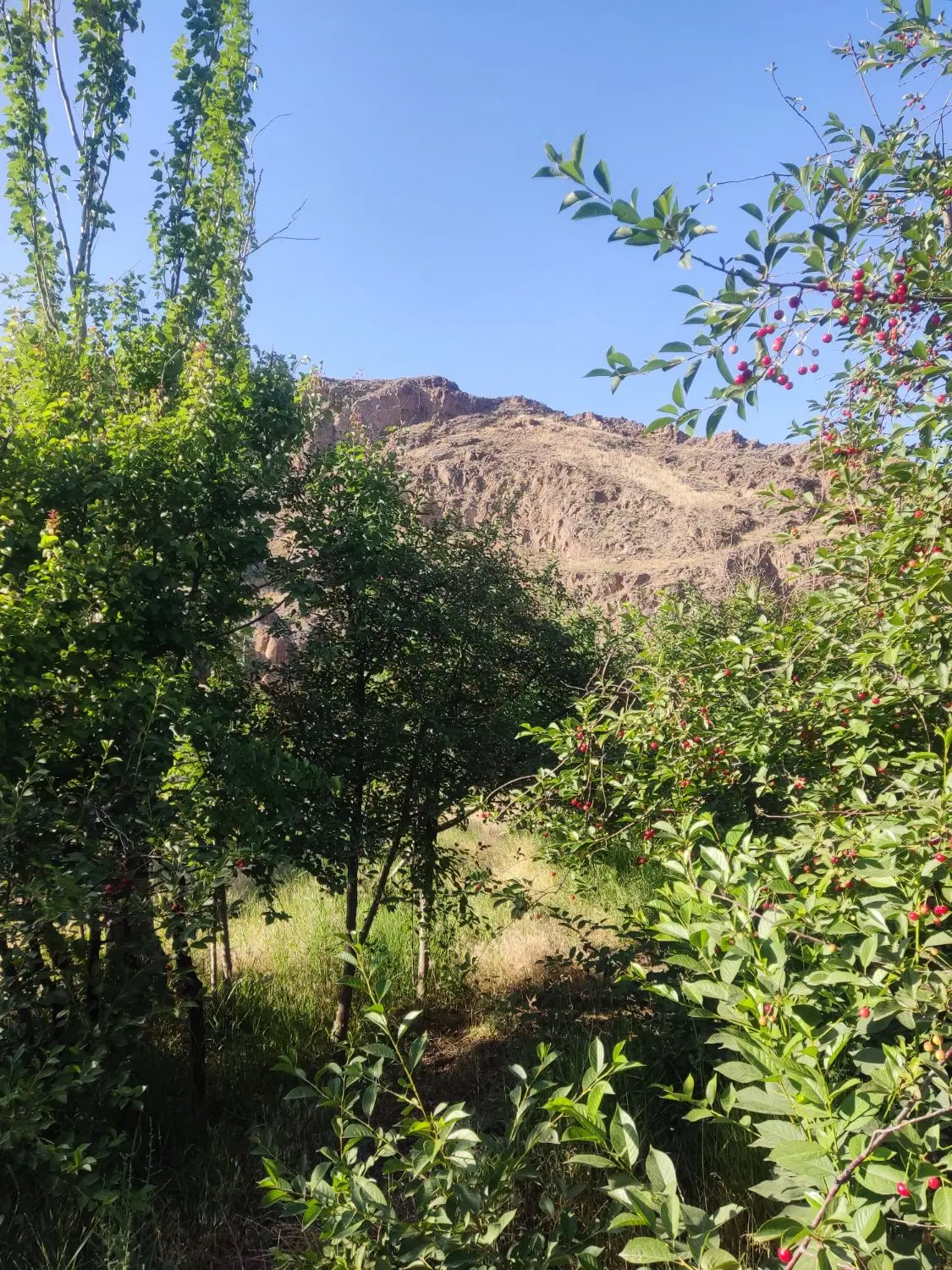 باغ فروشی در روستای کروج