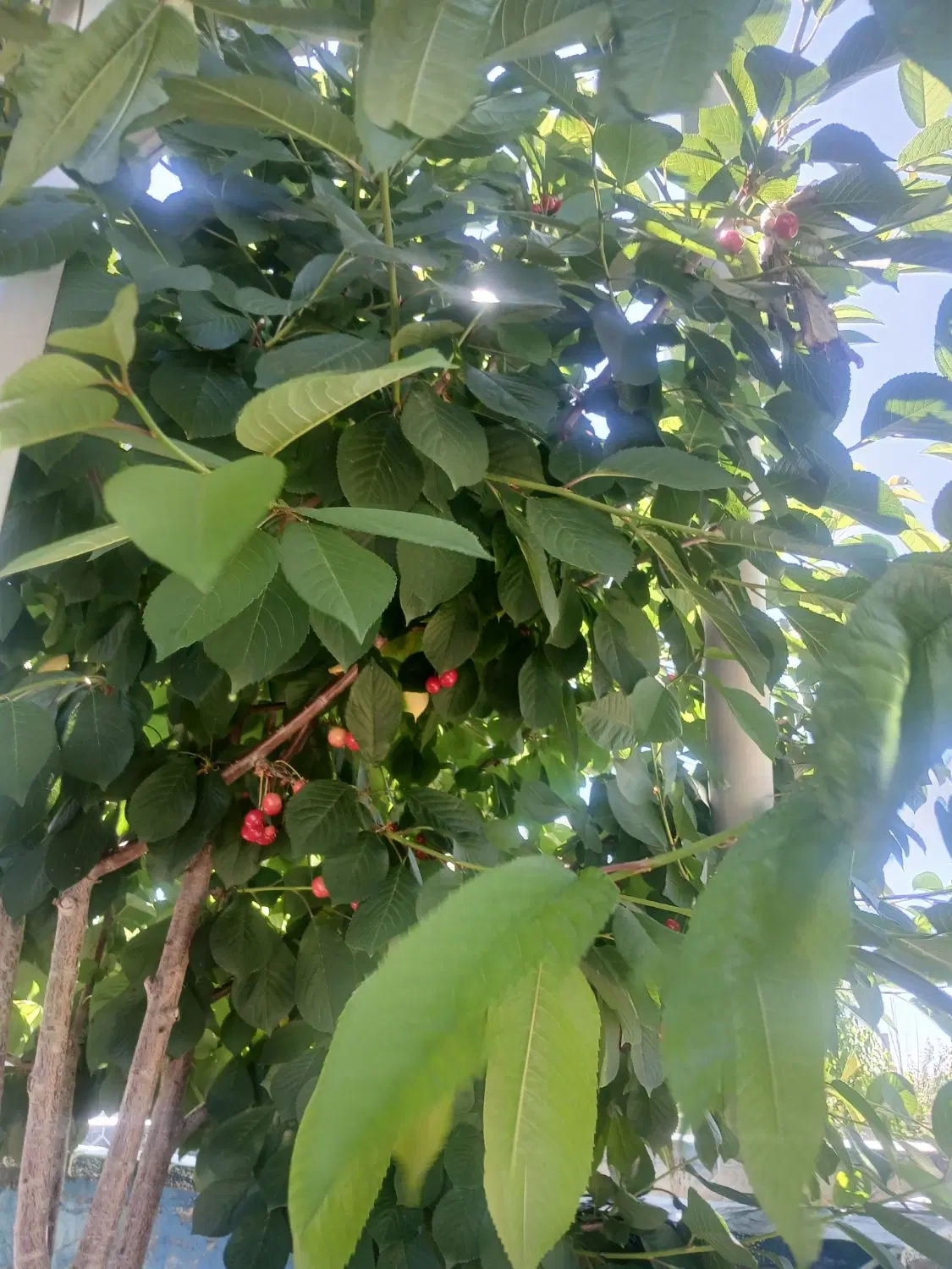 خانه باغ نقلی در اسپیران