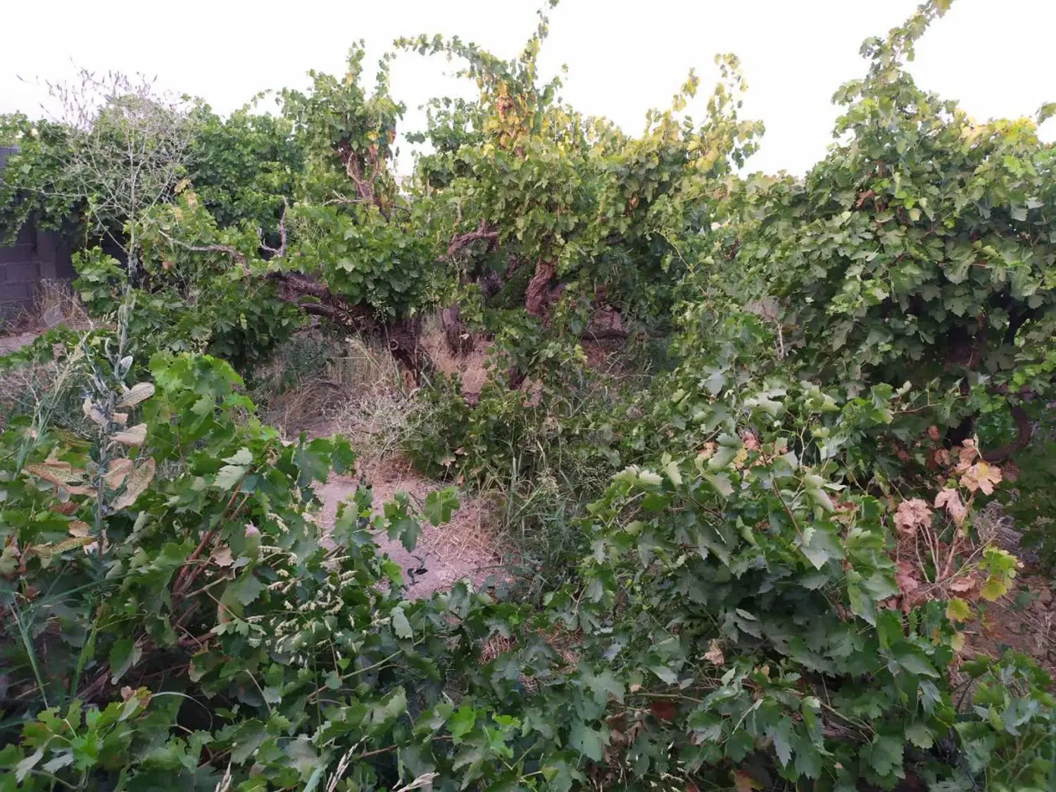 باغچه سرسبز چهاردیوار سنددار