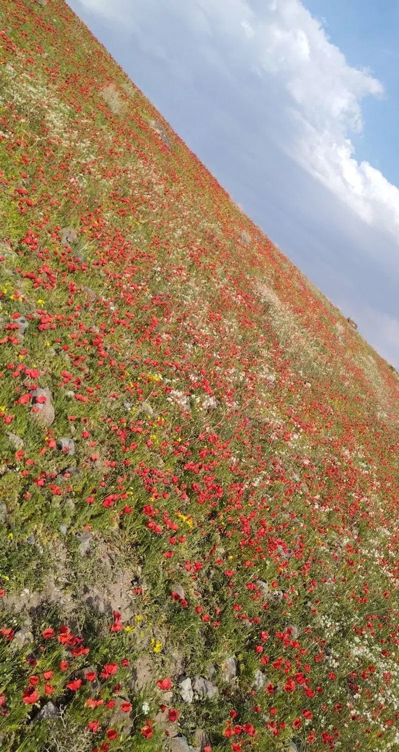 فروش زمین