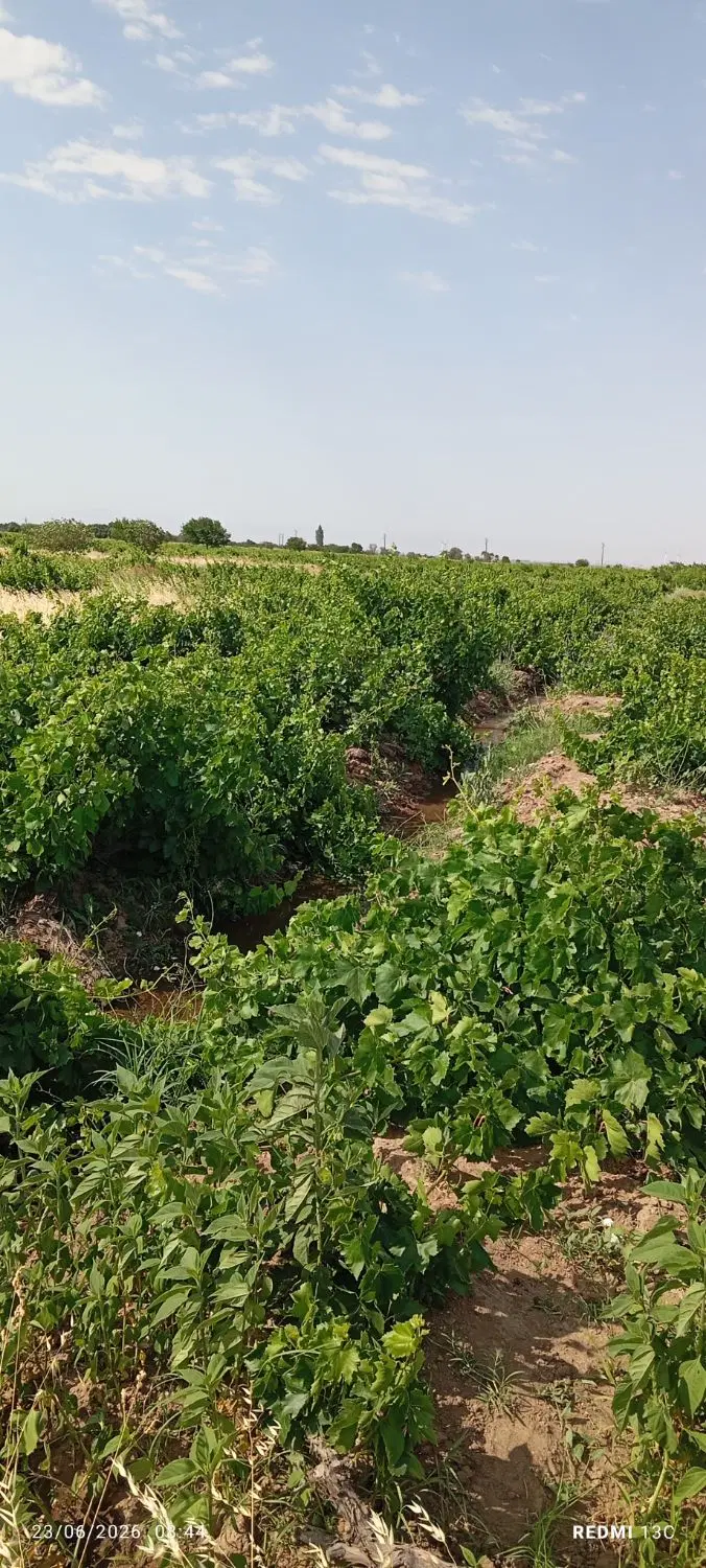 فروش باغ انگور بیدانه سفید،