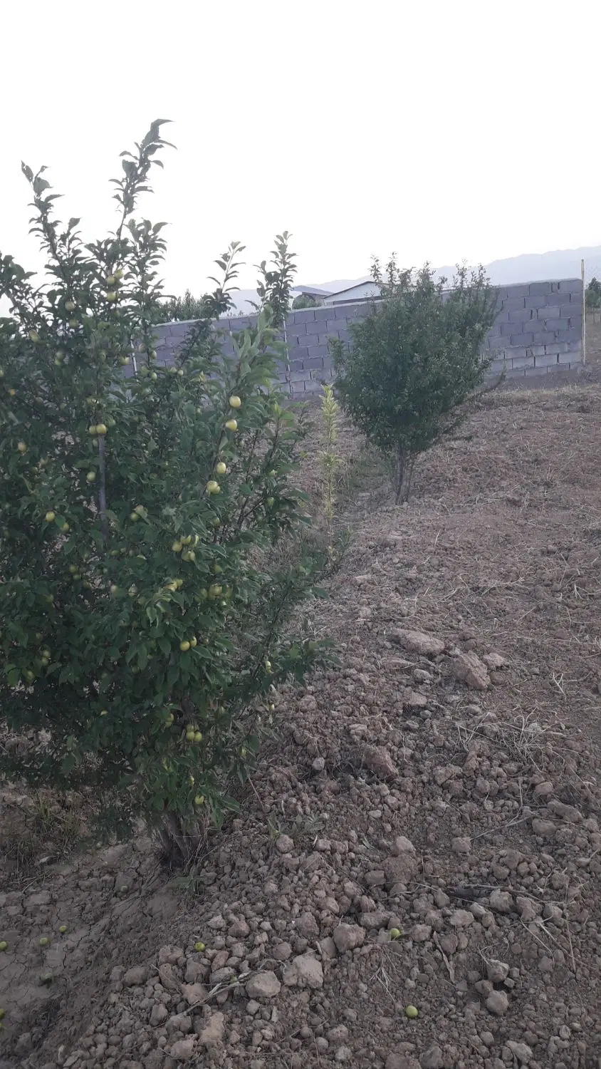 باغ بحرجاده اصلی سوسن ابادلب آسفالت