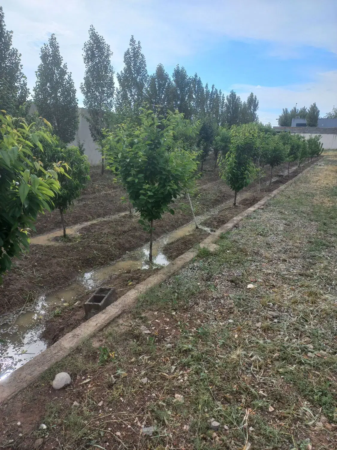 زمین چهاردیواری چهارباغ بوستان‌ها سند تک برگ