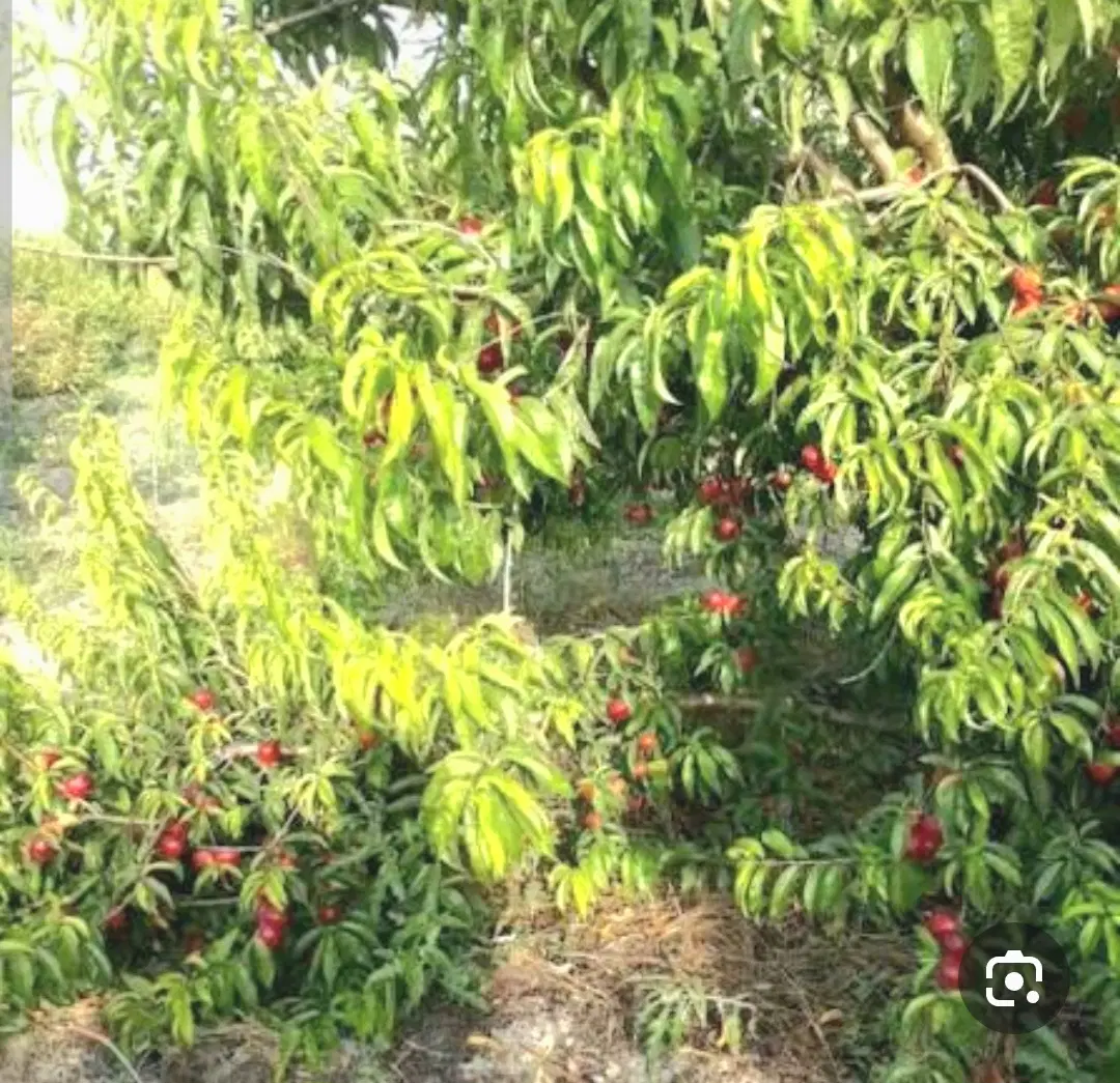 باغ امامزاده