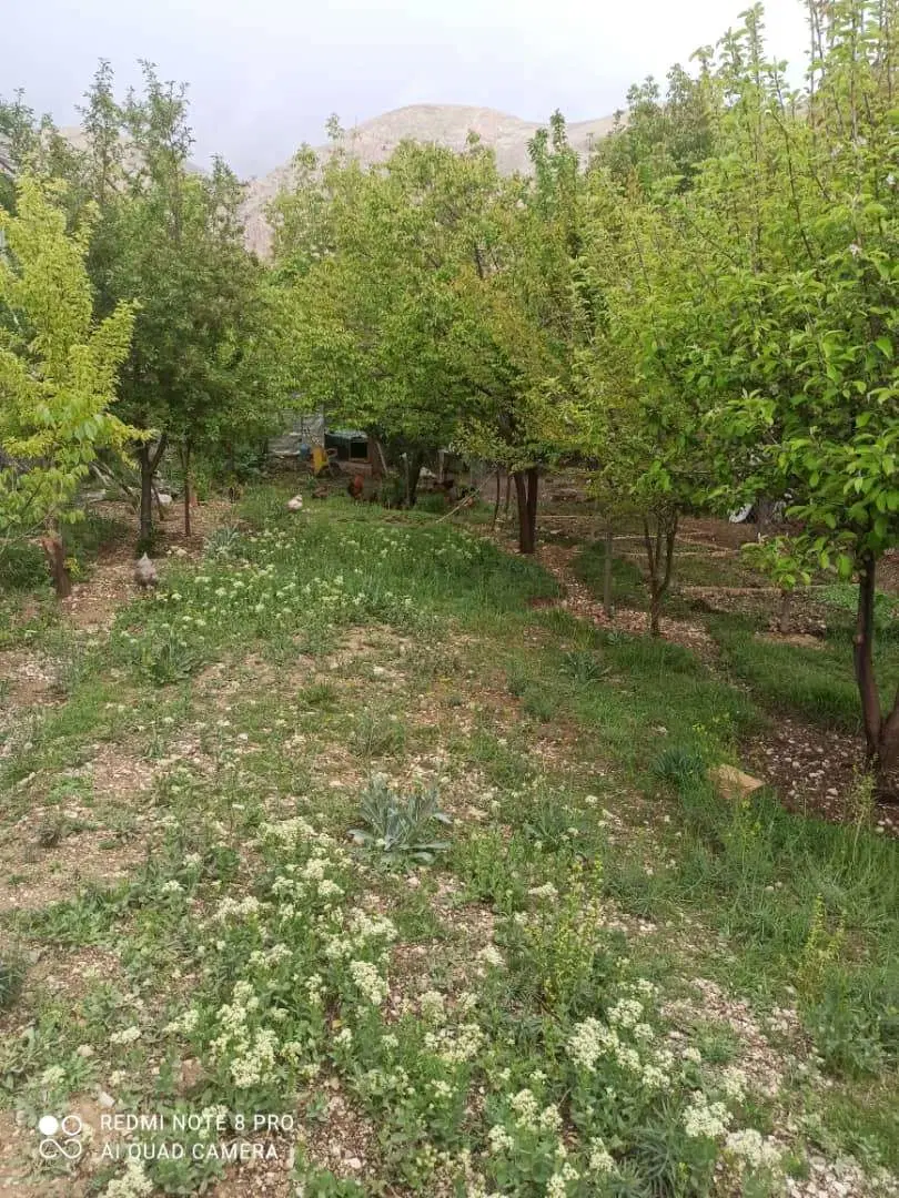 باغ میوه