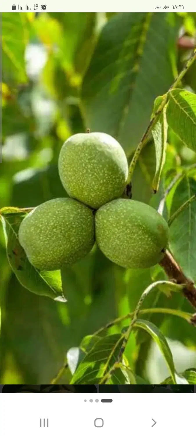 فروش باغ گردو