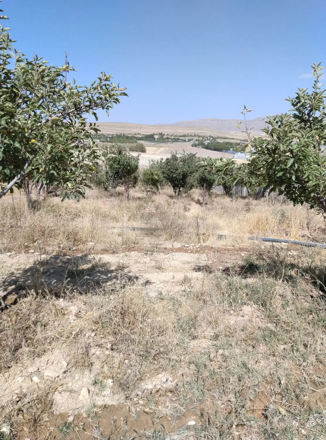 فروش باغ شهری در خانزنیان