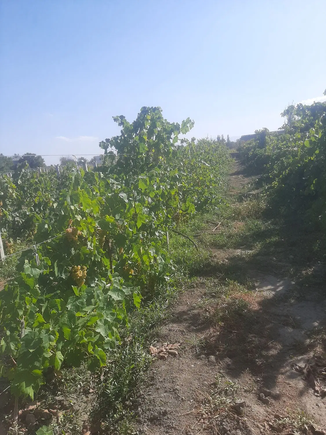 اجاره باغ انگور