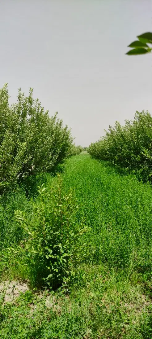 باغ ویلایی جاده سلماس