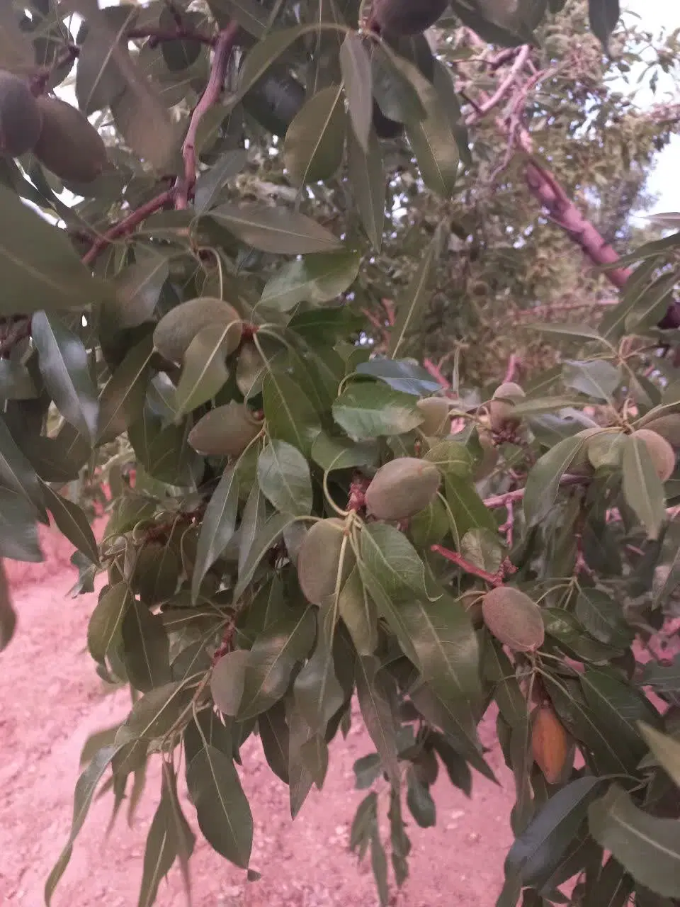 زمین قزوین روستای گردشگری الولک