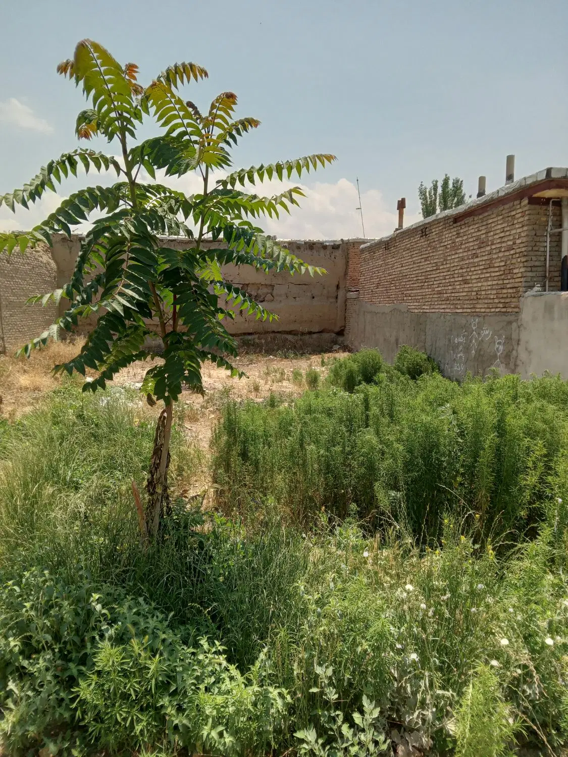 سلام یک قطعه زمین ۹۶متر با عرضه ۶متر طول ۱۶