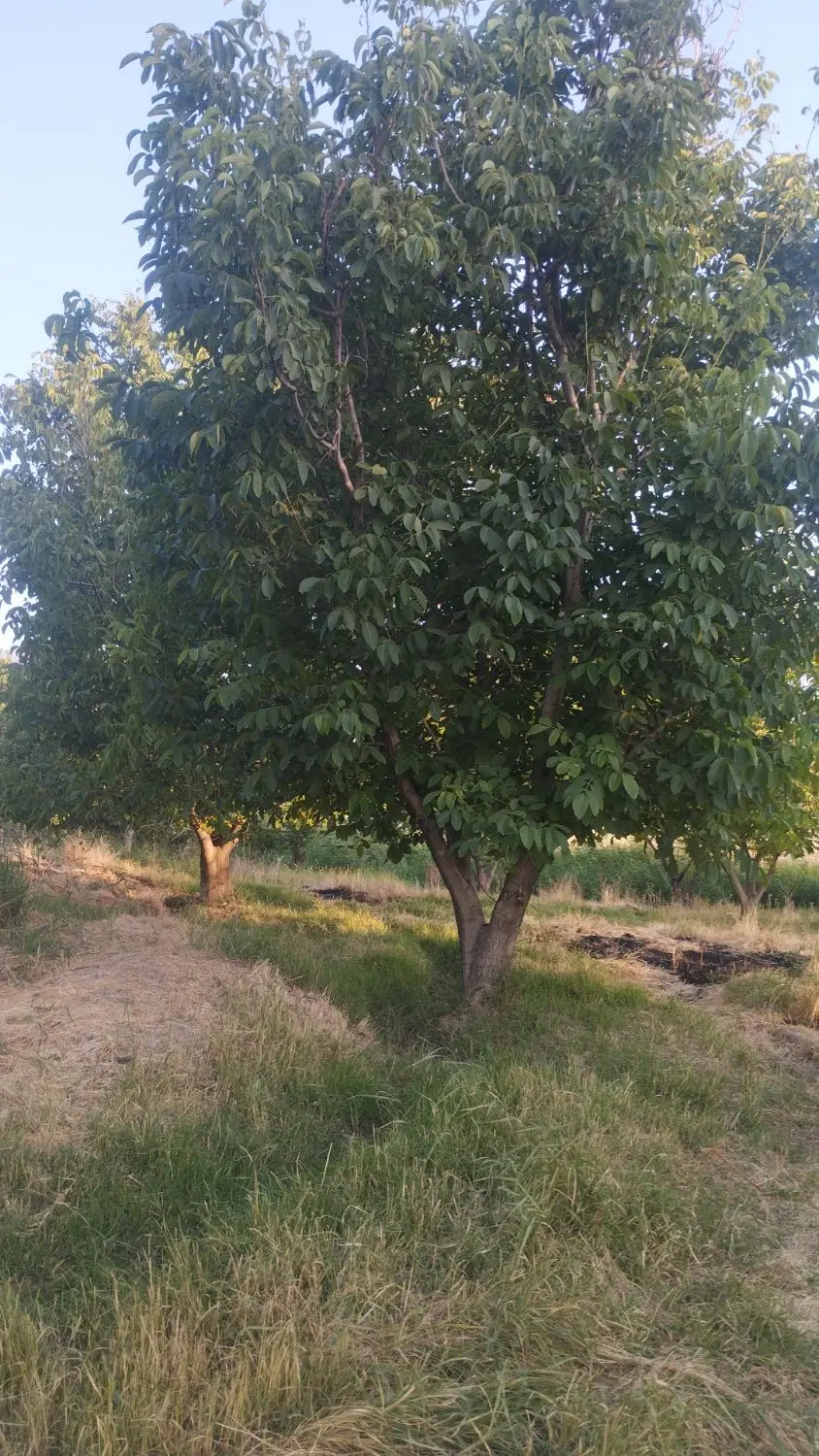 زمین باغی