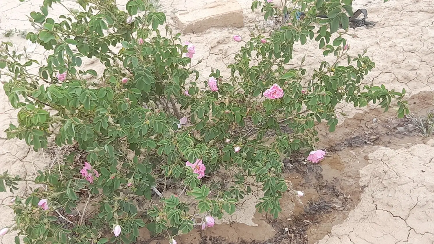 باغ ۱۰۰۰هزارمتر