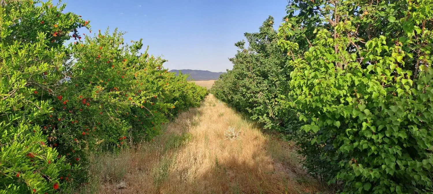 باغ میوه و کشاورزی