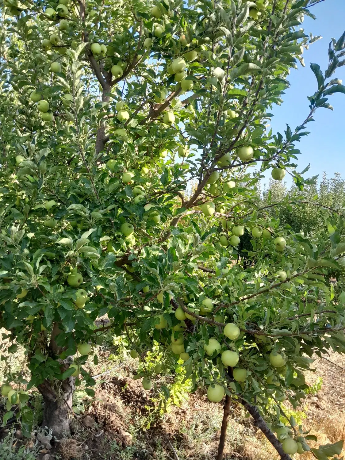 اجاره باغ سیب