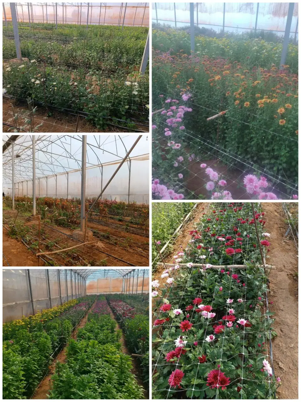 گلخانه مهندسی ساز