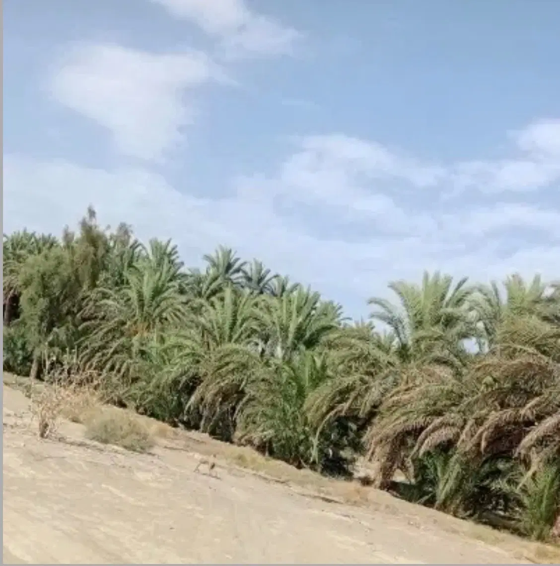 فروش زمین کشاورزی ۲۴ساعت آب دلگان