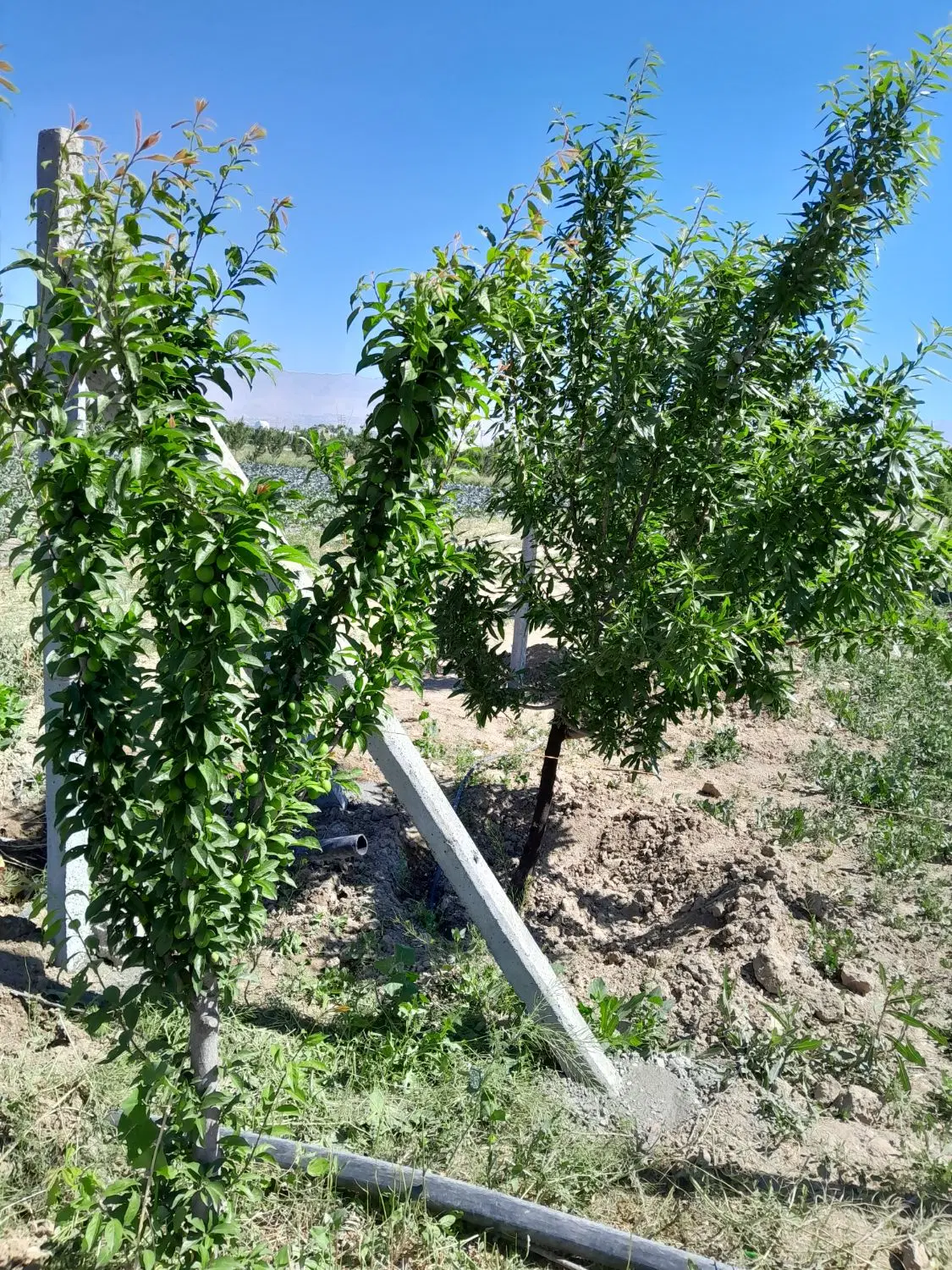 فروش فوری باغچه روستای بختیار