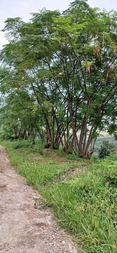 باغ چای