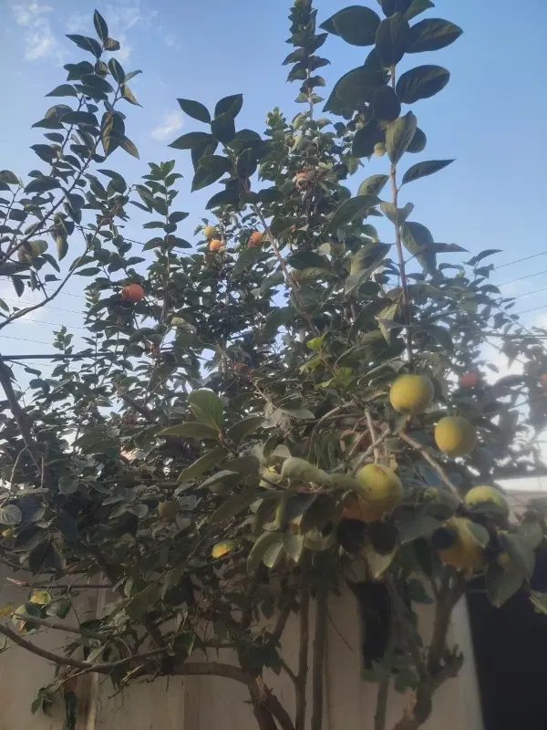 زمین باغی شصت کلا