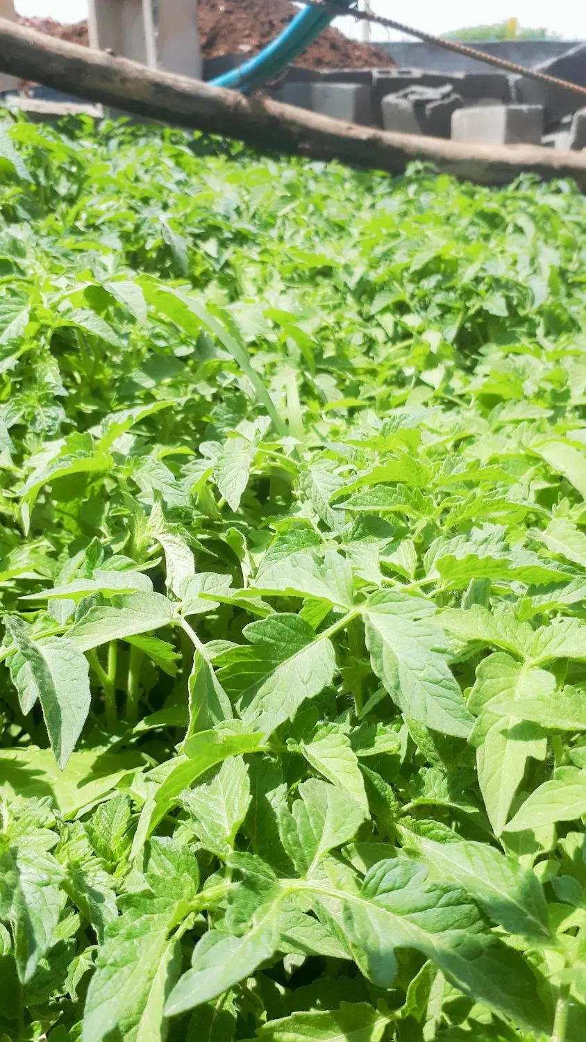 شتل پربار المیریا و سایر رقم
