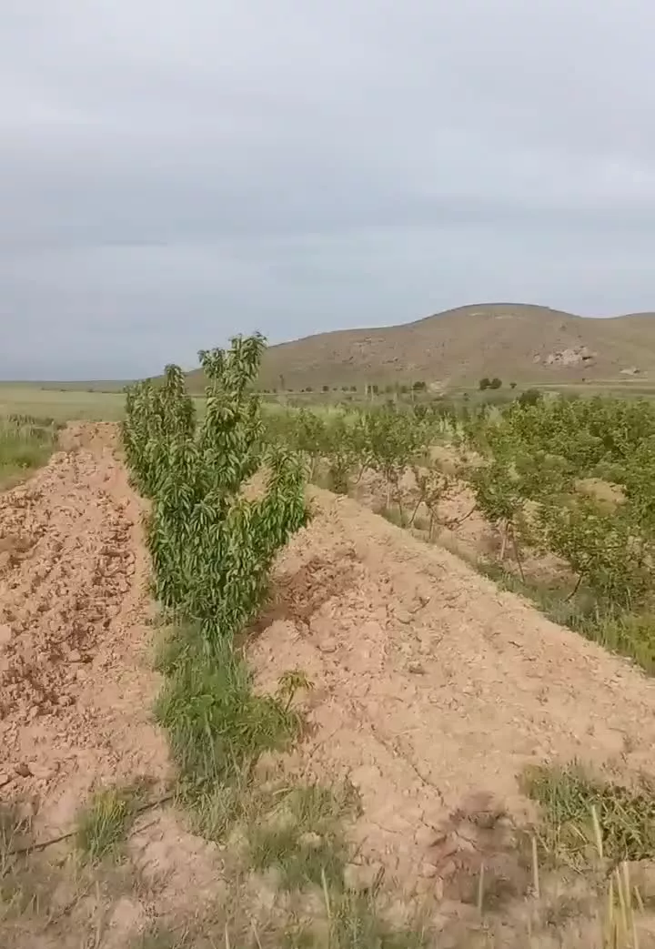 باغ میوه بارده