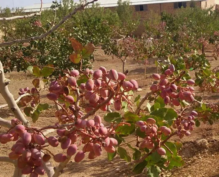 ۲۰ساعت آب چاه عمیق با۴هگتارپسته۱۰ساله و۲ساله