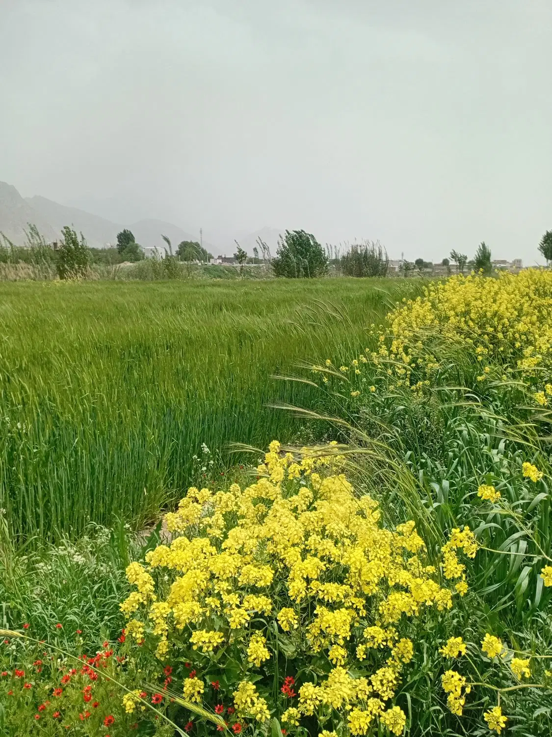 زمین باغی.کشاورزی