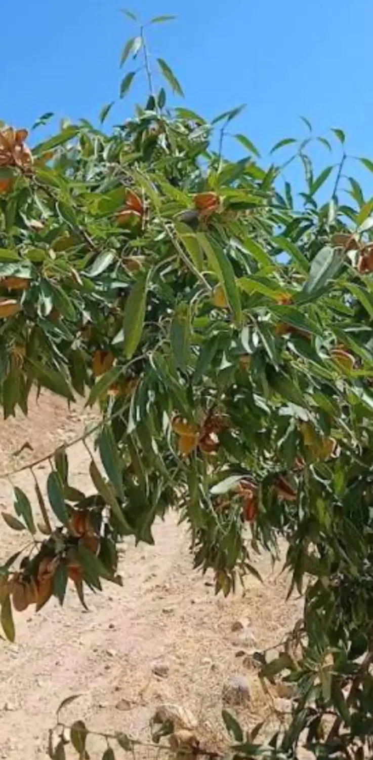 فروش زمین کشاورزی