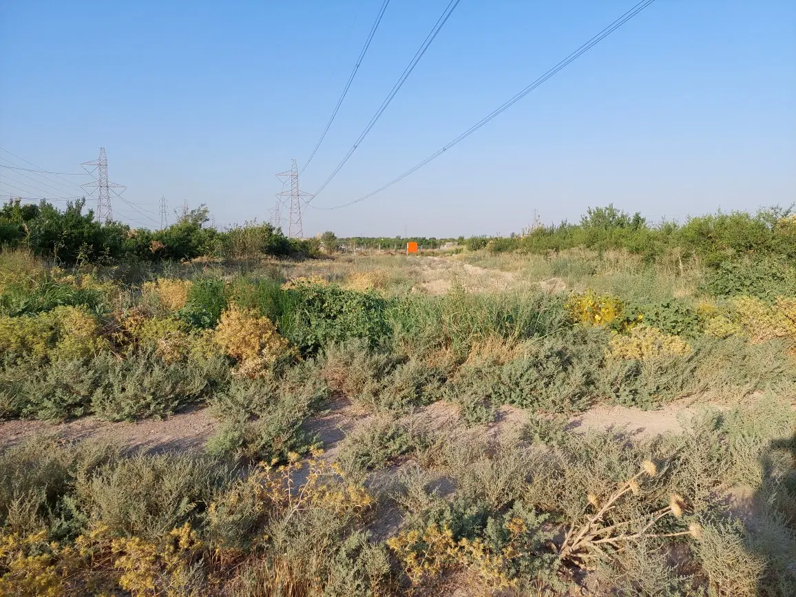 زمین باغی در کیکاور الارد