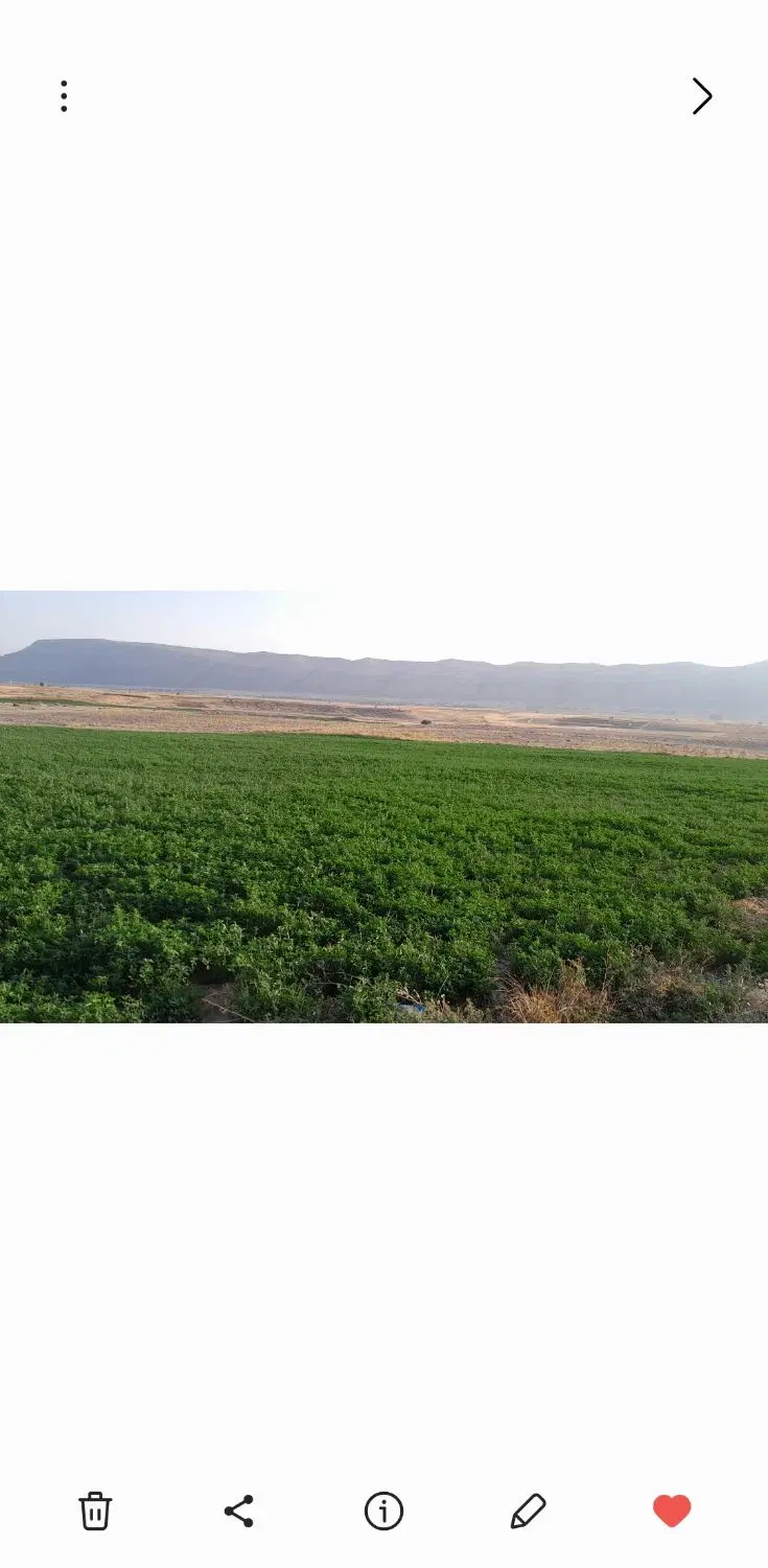 اجاره ده هکتار زمین کشاورزی