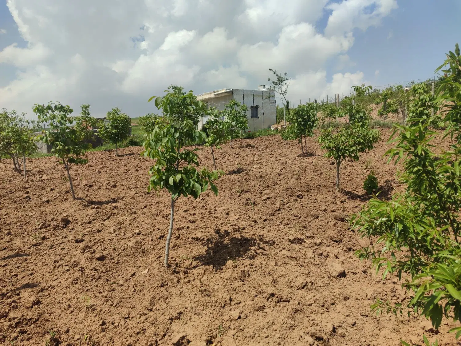 باغ درختان گردو