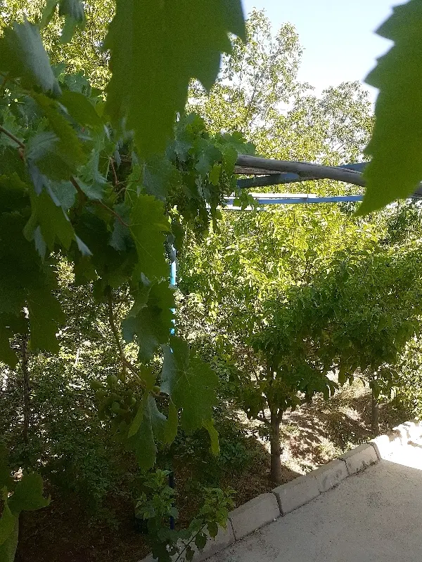 زمین به متراژ۶۰۰متر