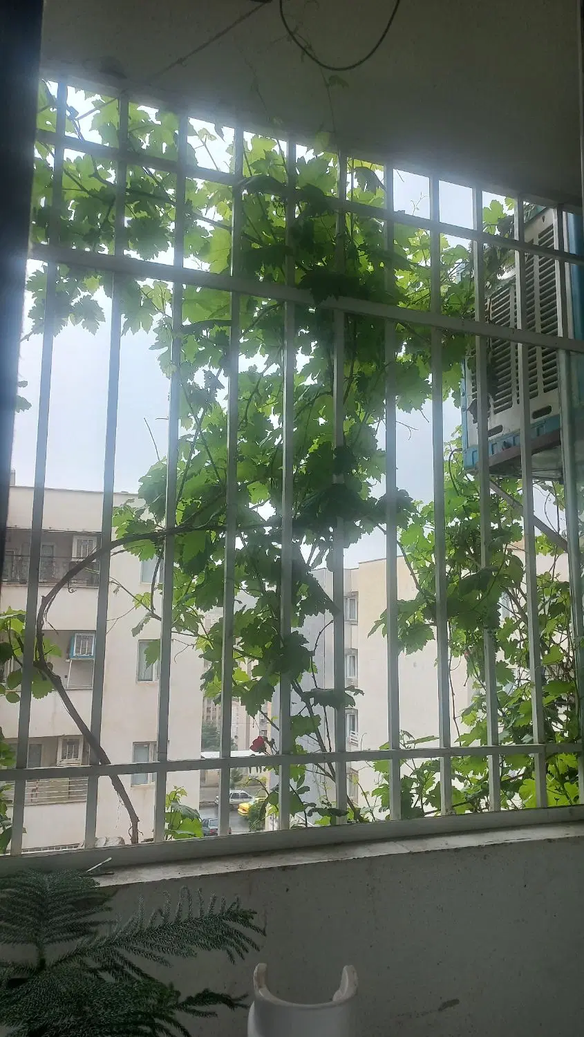 واحددوخوابه جهادنصر