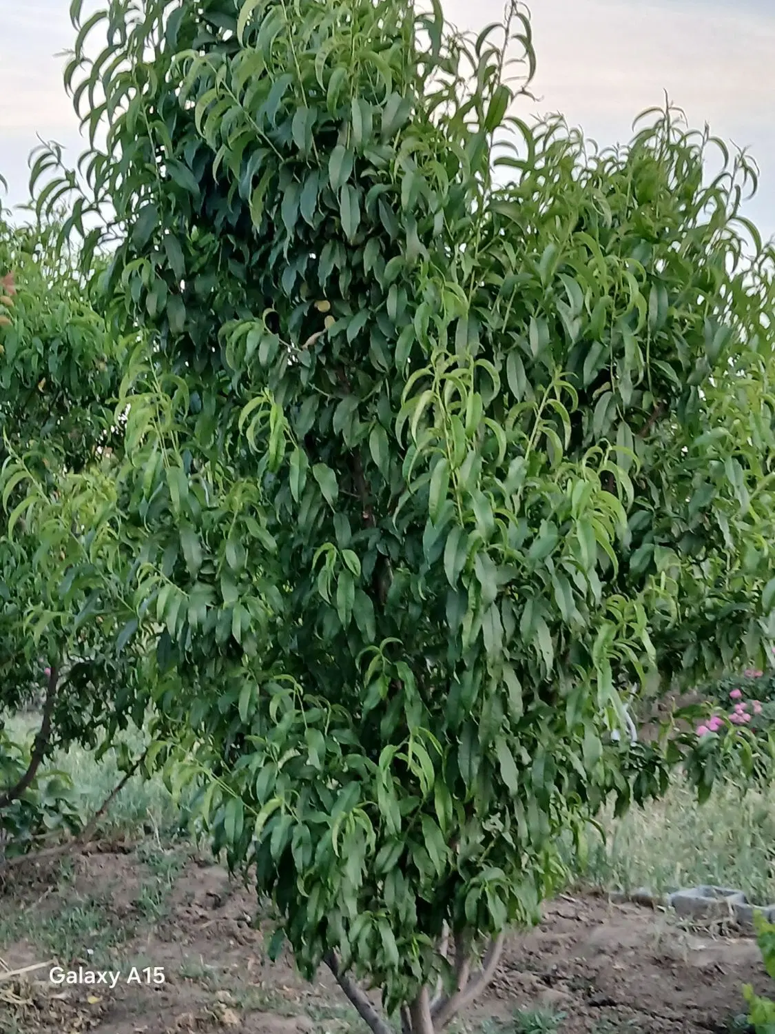 فروش باغ