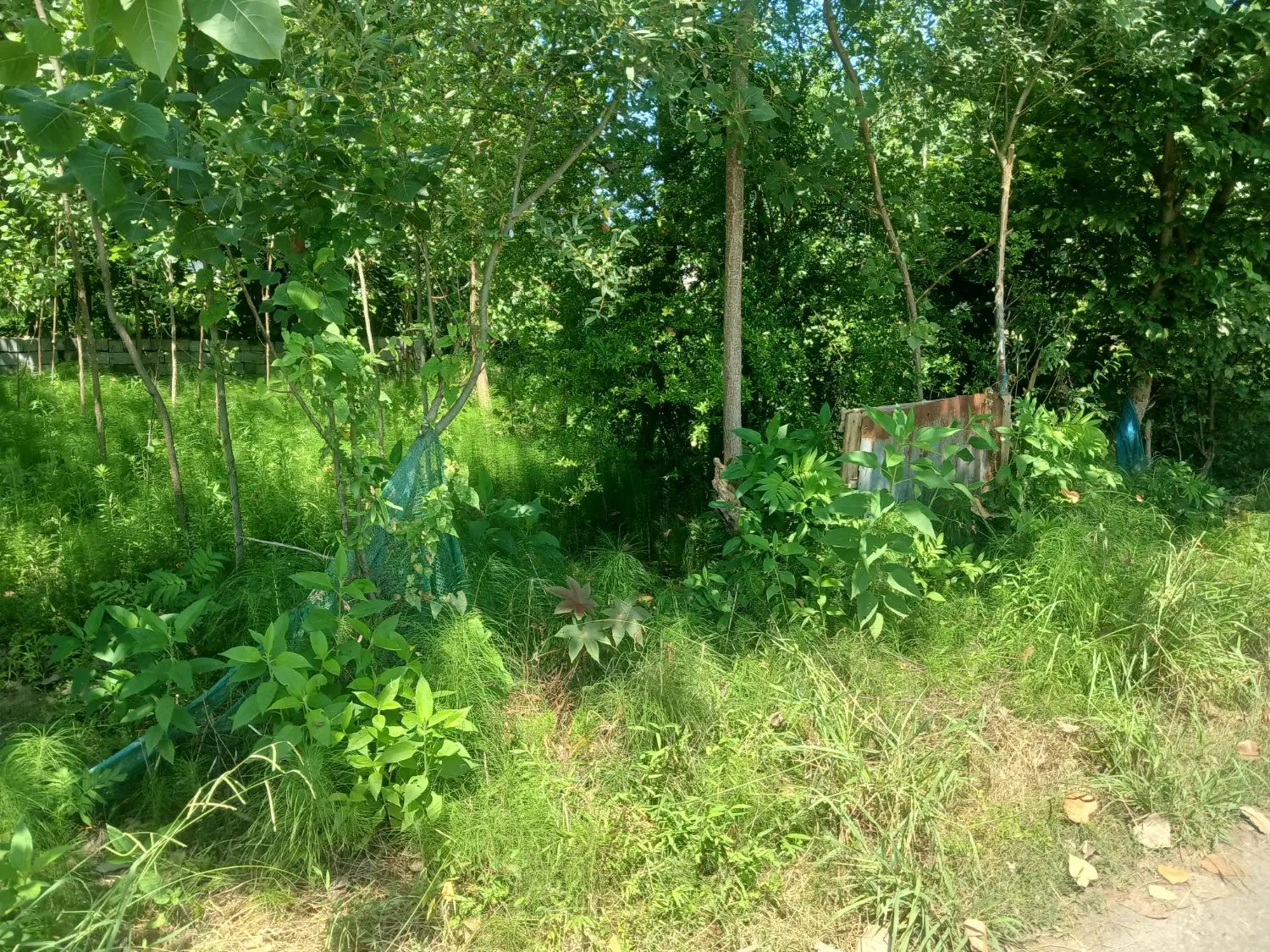 زمین ۲۰۰متر در  روستای دارسازی ۵۰۰تر داخل محل