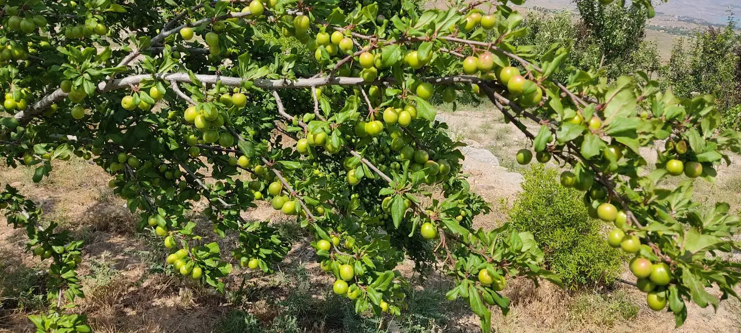 باغ طالقان