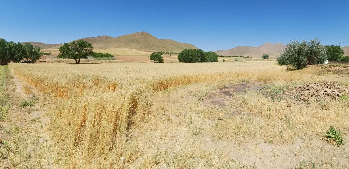 زمین کشاورزی