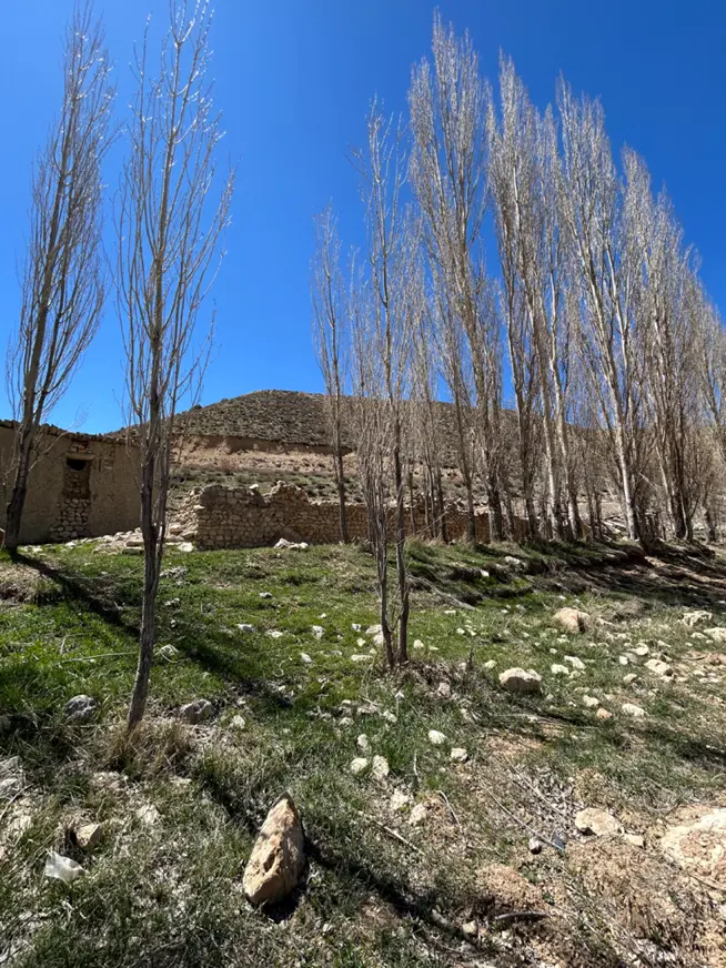 زمین باغی