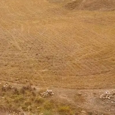 زمین زراعی با خاک هوموسی سیاه کوهپایه کالوس