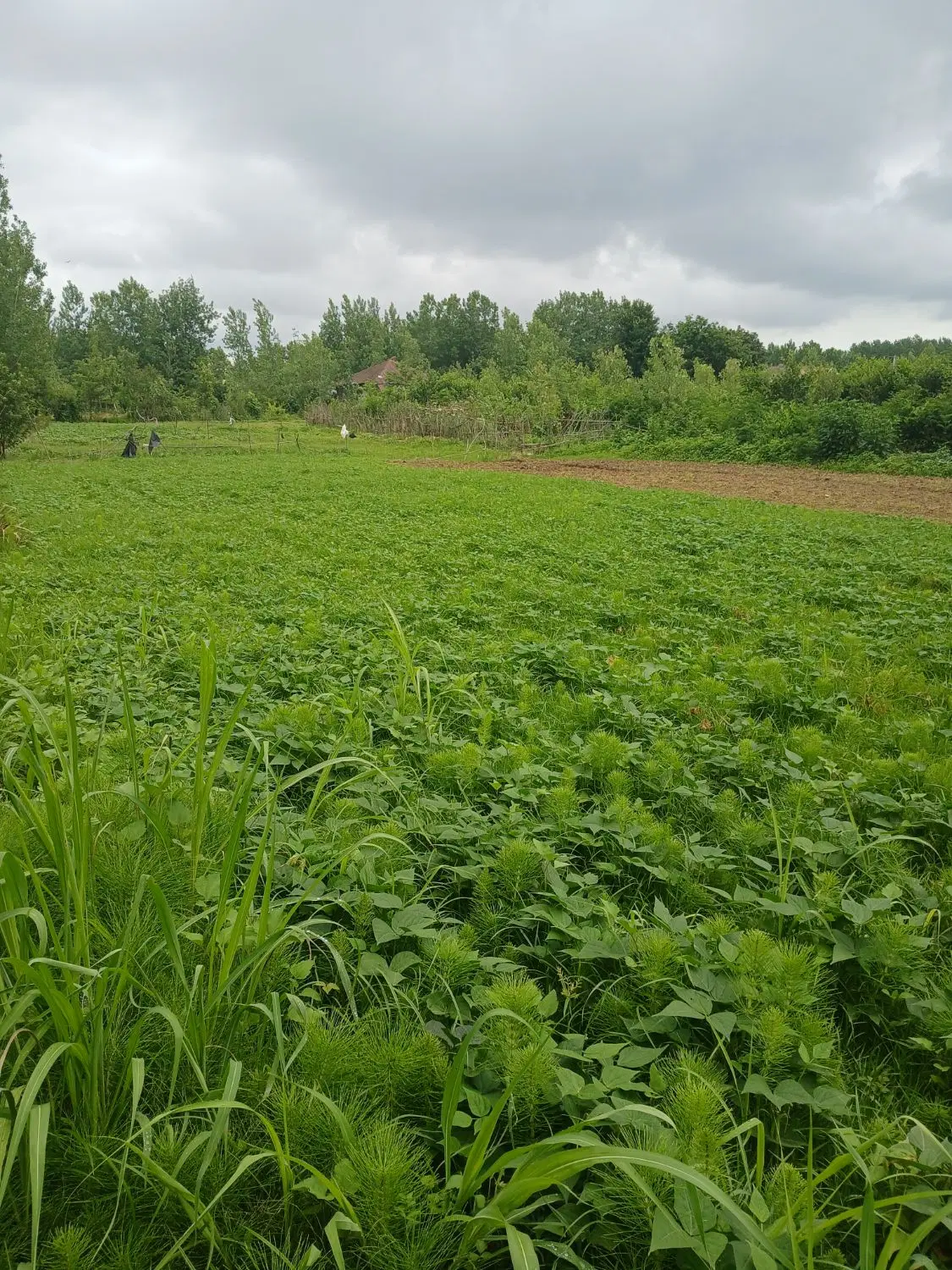 زمین  طرح  باغی