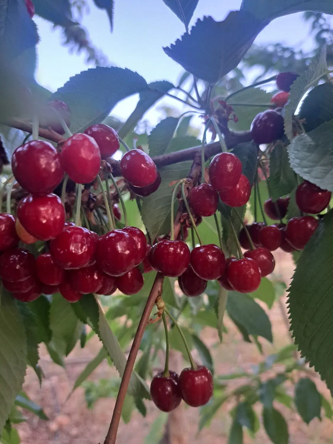 فروش باغ درروستای شوراب صغیروپل زمانخان