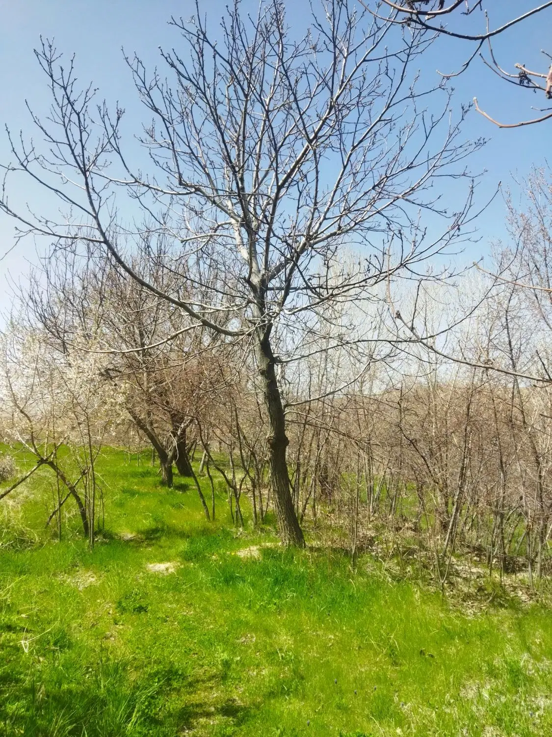فروشی باغ ویلا در باغ گل نرگس فرهنگیان یک زنجان