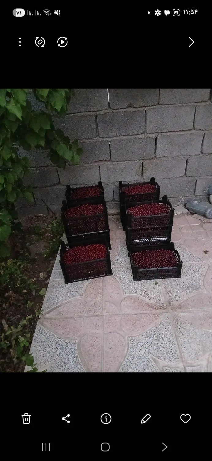 باغ در روستای گنجان رابر