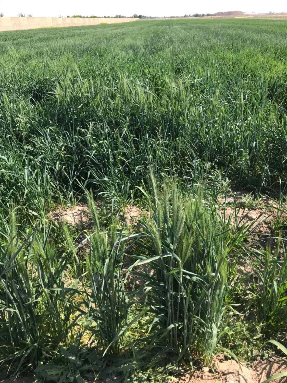 زمین کشاورزی در ابتدای روستای خاوه