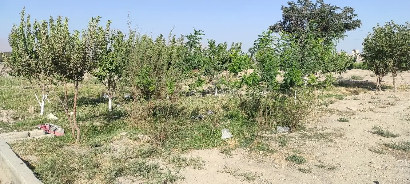 زمین مشجر مهرشهر