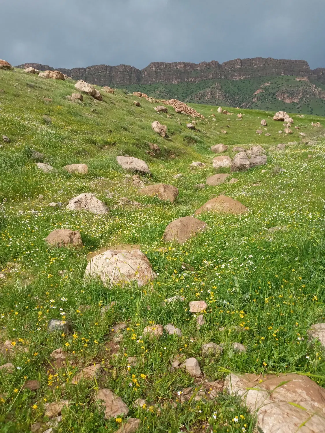 زمین کشاورزی