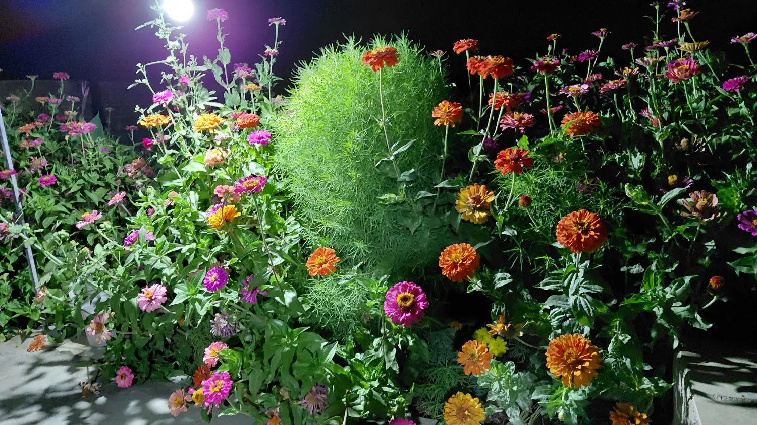 اجاره زمین کشاورزی