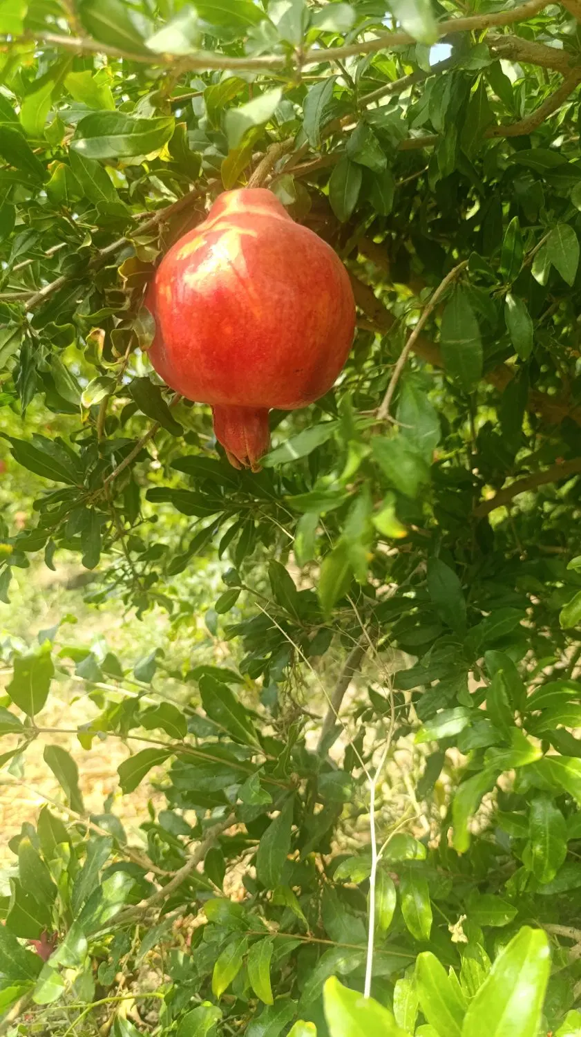 باغ زیبا نزدیک روستا قز