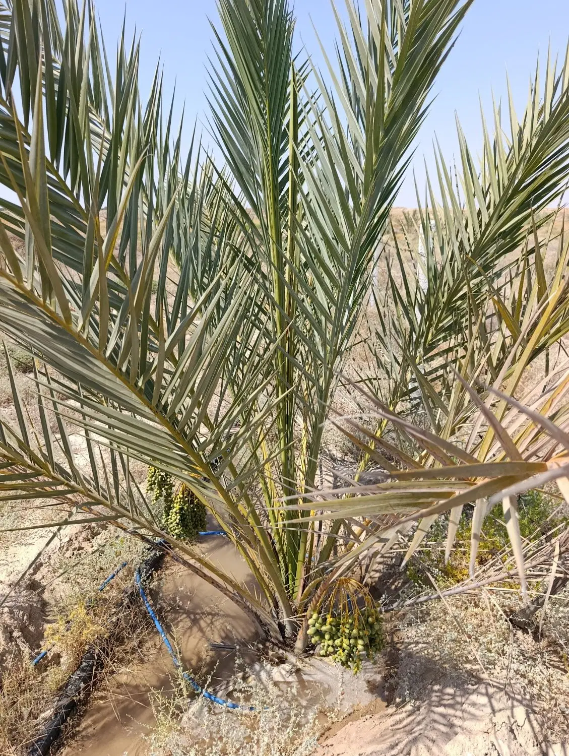 فروش ۱۵_۵هکتار زمین کشاورزی با سندتک برگ